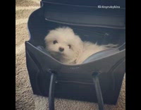 white dog pops head up from black celine bag