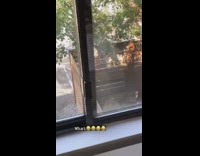 Woman stripes pajama tiktok dance backyard window