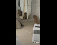 Collab BitchIG2 - Small puppy stops at mirror and stares at itself