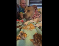 Collab DailyDoseOfInternet - Pet dog plays with squeaky toy and howls