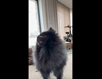 Woman does payback to dog for barking all day
