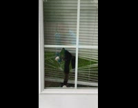 Black white cat scratches door window reflection 