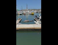 Woman in a surfboard moved with a sea lion nearby