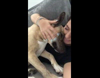 Brown dog yawns and cuddles with woman on gray couch