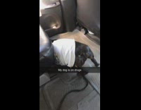 White shirt french bulldog rolls around car 