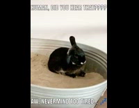 Bunny rabbit raises one ear sand bucket