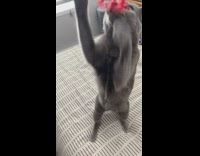 Grey cat stands reaches red heart tassel 