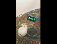 White rabbit watching video on phone 