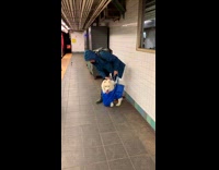 putting white dog in blue ikea bag