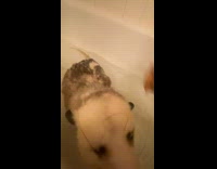 Opossum in tub bathe by the filmer