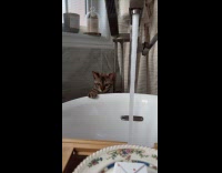 Collab PLC - Cat watches the tub fill up with water