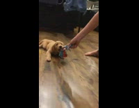 Clips of owners dragging a golden retriever puppy on wooden floor
