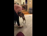 Grey dog bites ponytail hair green jacket