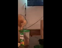 Orange cat reaches in container grabs treat 