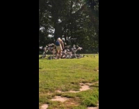 Woman feeds group of pigeons on park