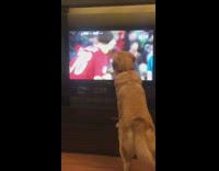 Pet dog watches soccer match on television