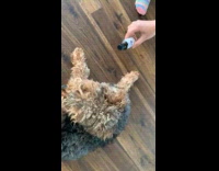 Dog lay on floor smell vanilla bottle