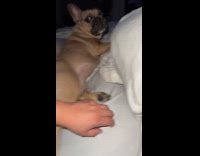 Collab Clips mpugc - Dog kicks owner for scratches