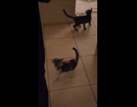 Woman bring food kitten meow very long