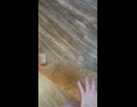 Two cats know to hide from landlord check 