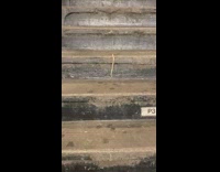 Snakes crawls down stairs at subway station