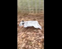 Dog plays with owner runs around yard