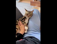 Collab PLC - Two cats fight on thigh of filmer