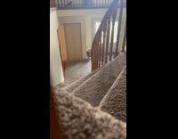 Man pranks his cats with their food bowl 