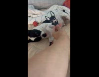 Dog lie down beside the 3D print