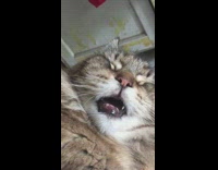 Cat sleeps with mouth open 