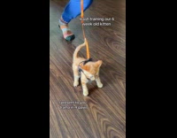 Kitten being dramatic during leash training