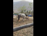 Dog and horse together at the farm in the morning 