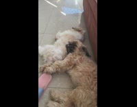 Two fluffy dog sleep head slide slowly