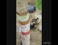 Man Places Kitten on Branch then Falls on Another Kitten