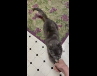 Cat shake hands of woman grape rug