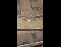 Collab Subway Creatures - Woman cant tell if rats are fighting 