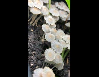 Mushrooms grow on plant soil time lapse part 2