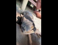 Guy try to open mouth of baby rhino