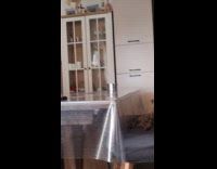 Cat on chair watch about hyenas on TV