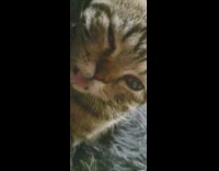 Kitten purrs and moves tongue in out 