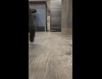 Woman calls for Claude but all her other pets come first 