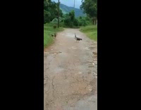 Flock of Peacock roam around the street