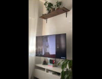 Cat on tower watches Daily Dose videos