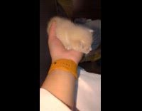 Submitter holding newborn kitten