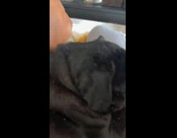 Biscuit crumbs fall on sleeping dog 