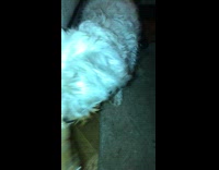 White dog aluminum pan brown face food 