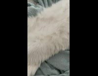 Collab PLC - Tedious White Cat Laid Upside Down Waggles Tail