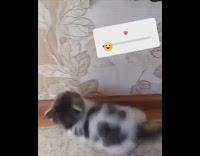 Compilation brown kitten grows up cat harness