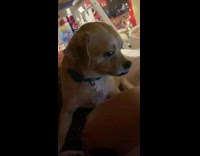 Pet dog waits for the owner to give him chips