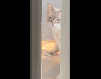 Cat plays with cardboard box lid door